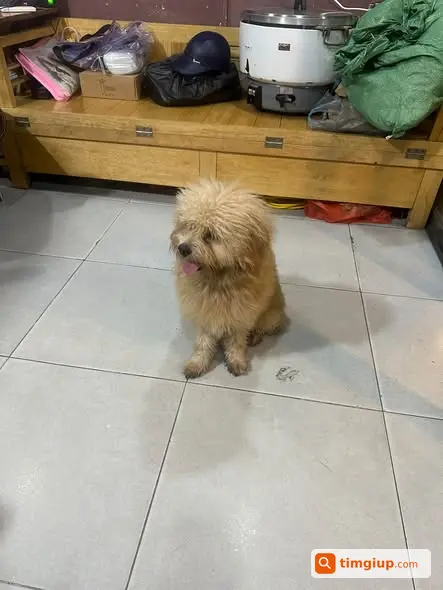 Chú Chó Đi Lạc Vào Nhà, Tìm Chủ Đến Đón Về
