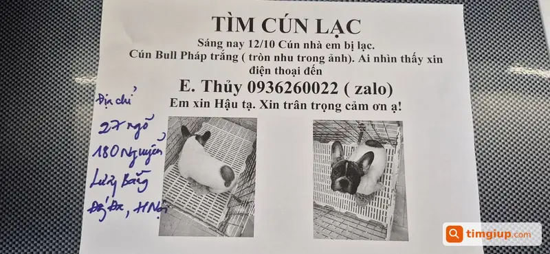 Tìm Chó Thất Lạc, Mong Mọi Người Giúp Tìm Bé Cún Đi Lạc
