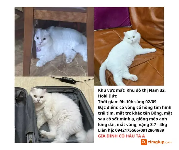 Mèo Anh Lông Dài Bông Thất Lạc Tại KĐT Nam 32, Hoài Đức