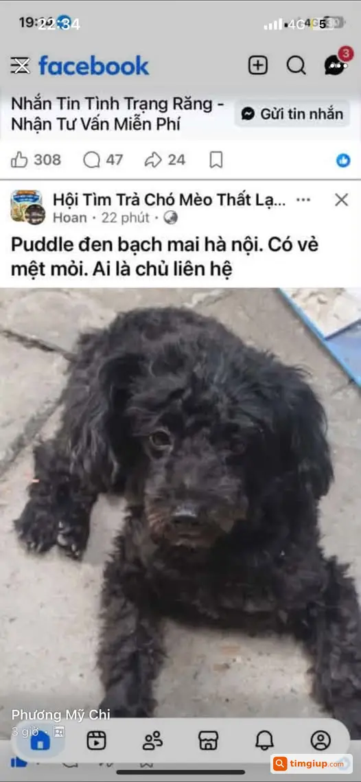 Tìm Chó Cún Nhà Bị Lạc, Nhờ Liên Hệ Lại Qua Số Điện Thoại