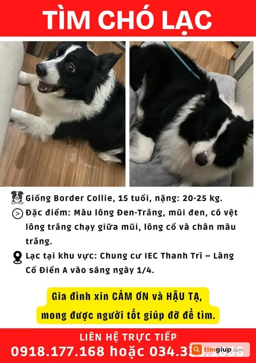 Tìm Chó Border Collie Đen Trắng Thất Lạc Tại Iec Thanh Trì