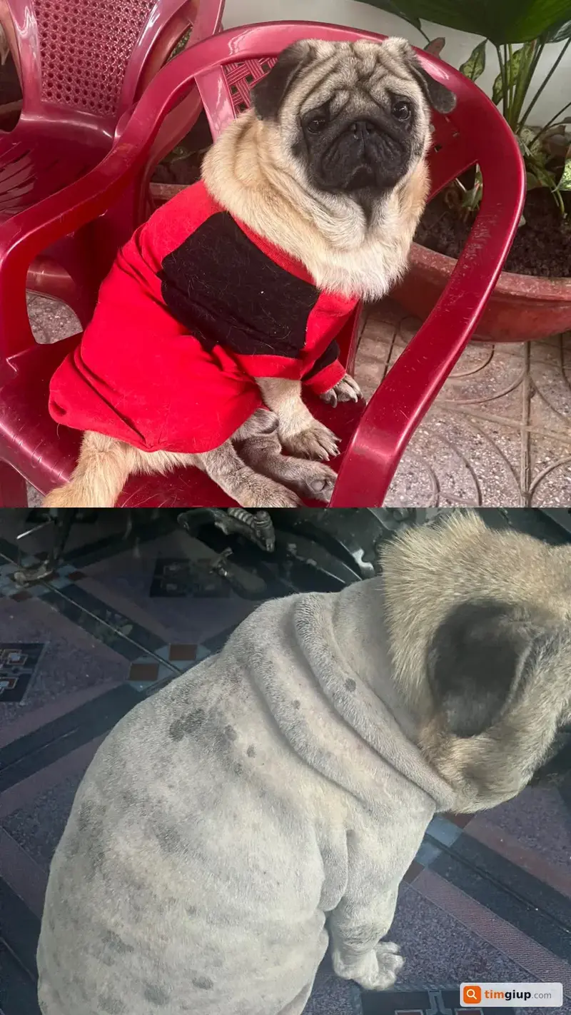 Tìm chó Pug tên BI thất lạc tại TP. Hồ Chí Minh