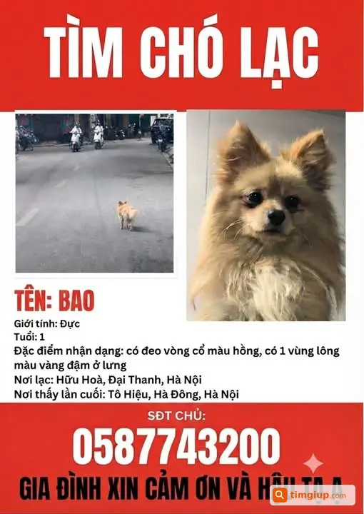 Chó Phốc Sóc Vàng Đeo Lắc Hồng Lạc Tại Tô Hiệu, Hà Đông