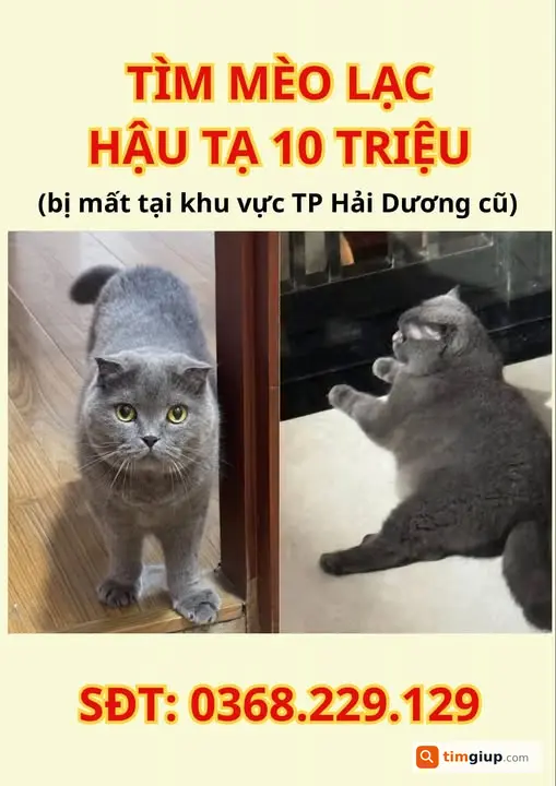 Tìm Mèo Anh Lông Ngắn Xám Thất Lạc Tại TP Hải Dương