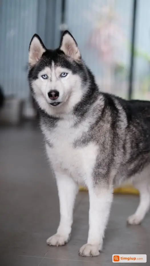 Husky Mắt Xanh 11 Tuổi Tên Cute Mất Tại Nhà Lúc 0h