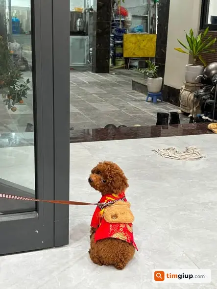 Tìm Chó Poodle Nâu Thất Lạc Tại Ngõ 201 Phùng Khoang