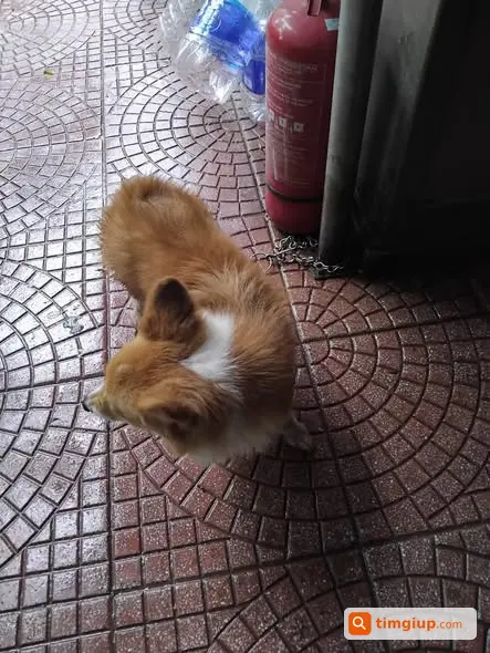 Bé Bị Lạc Ở Lạc Long Quân, Tìm Chủ Đón Bé Về