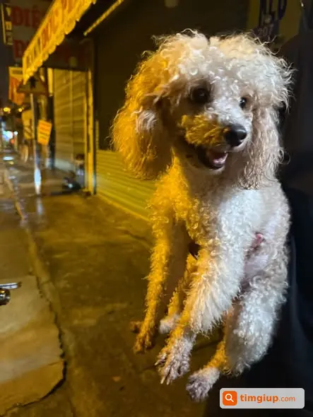 Poodle Đi Lạc Khu Võ Văn Vân, Cây Xăng Bình Minh Tìm Chủ