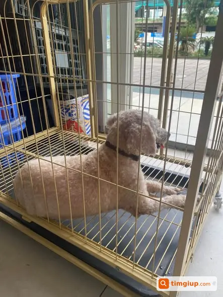 Poodle Trắng Thất Lạc Từ Chiều 17-9 Cần Tìm Tại Hà Nội