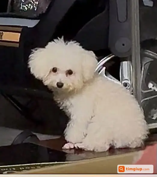 Poodle Cái Trắng 1,5kg Lạc Ở Chân Cầu Long Biên