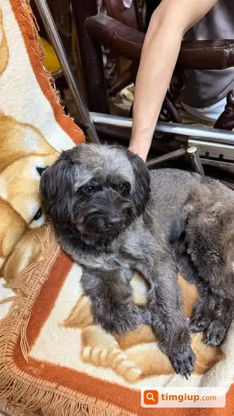 Chó Lai Poodle Xám 7-8kg Thất Lạc Tại Giếng Mứt, Hà Nội