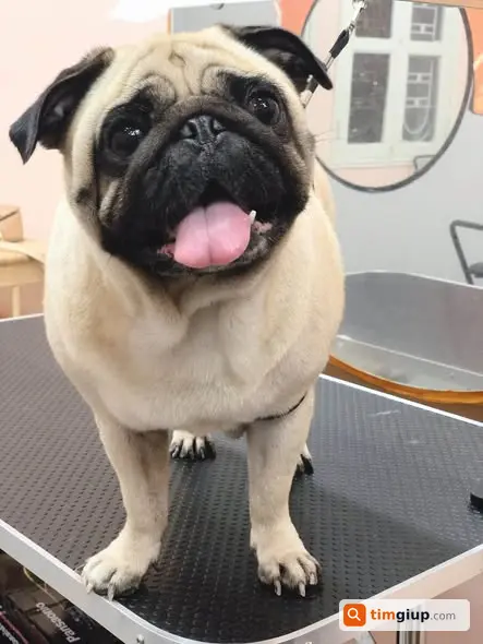 Tìm Chó Pug Cái Thất Lạc Tại Đường La Thành, Hà Nội
