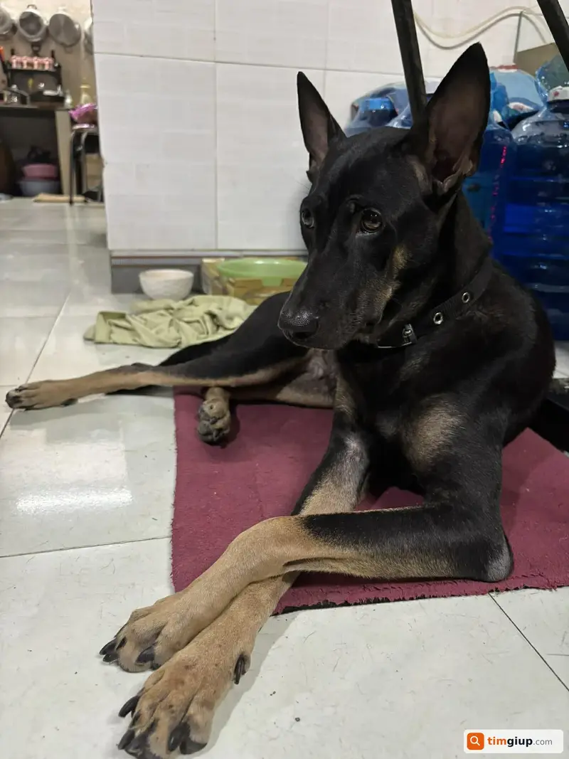 Tìm chó cỏ tên Lucky thất lạc tại Bình Chánh, TP.HCM