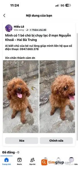 Tìm Chó Thất Lạc Cần Tìm Chủ Cho Bé Bị Lạc