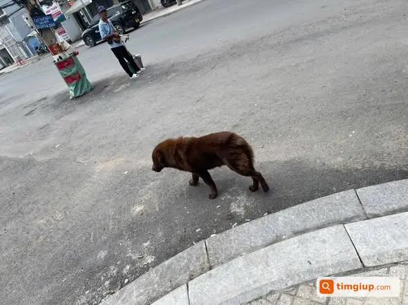 Cún Mông Cộc Nâu Lửa Thất Lạc Khu Vực Chu Văn An, Bình Thạnh