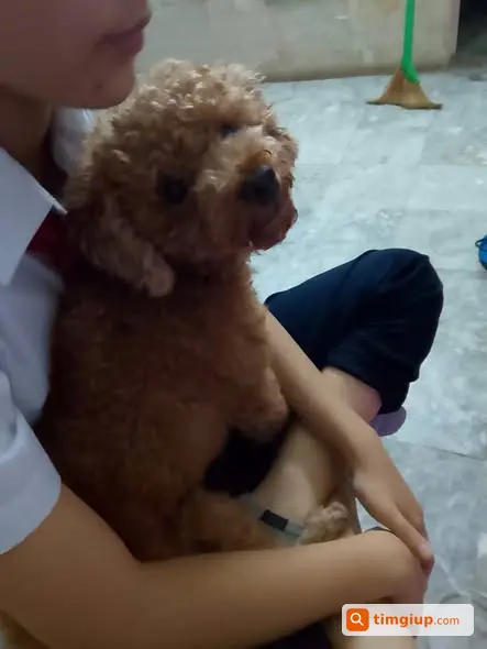 Poodle Nâu Tên Xu Thất Lạc Tại Cổ Nhuế, Đông Ngạc
