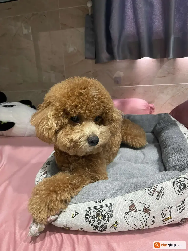 Tìm chó Poodle cái tên Mơ thất lạc tại Quận Tân Bình, TP.HCM