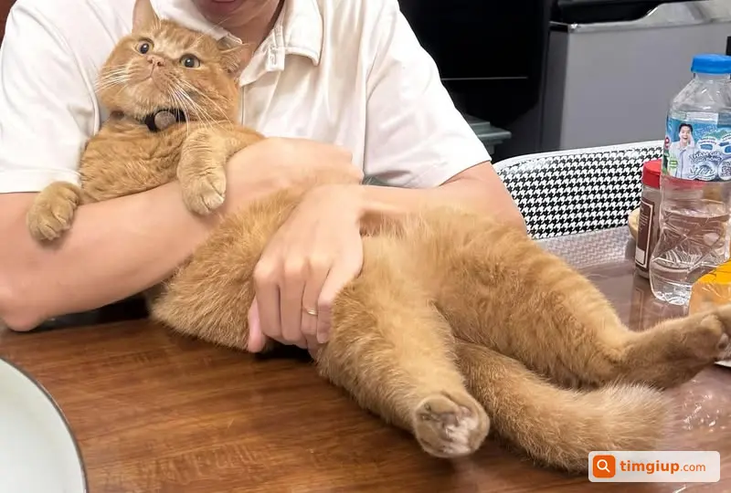 Tìm Mèo Lông Cam 5,4kg Bị Trộm Tại Ngõ 82 Nghĩa Tân, Cầu Giấy