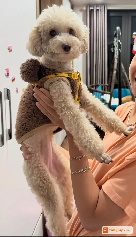 Poodle Lyly Thất Lạc Tại Phố Khương Hạ, Thanh Xuân