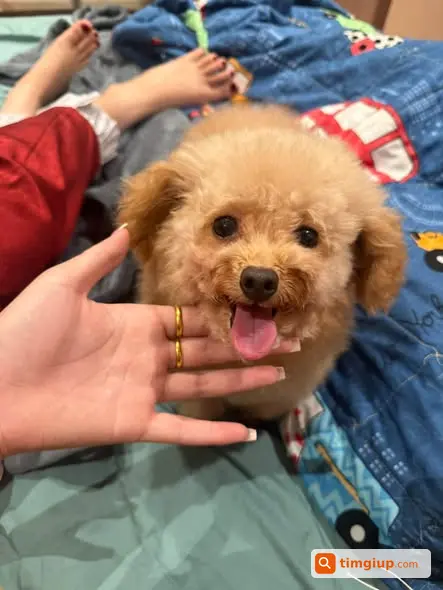 Tìm Chủ Cũ Của Bé Poodle Có Sẹo Dài Sau Mông Ở Hà Đông
