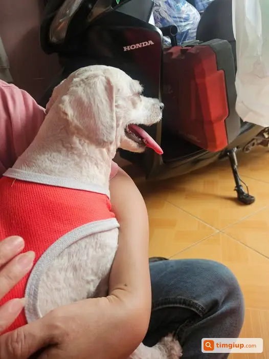 Nhặt Được Chó Đi Lạc Gần Chợ Bắp, Đông Thạnh, Hóc Môn