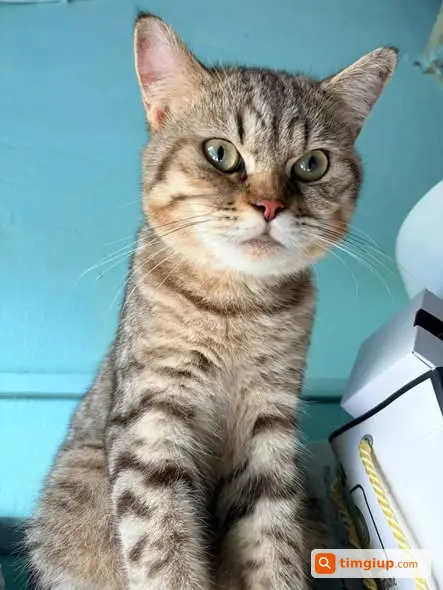 Mèo Anh Lông Ngắn Tabby Thất Lạc Tại Bình Chánh, TPHCM