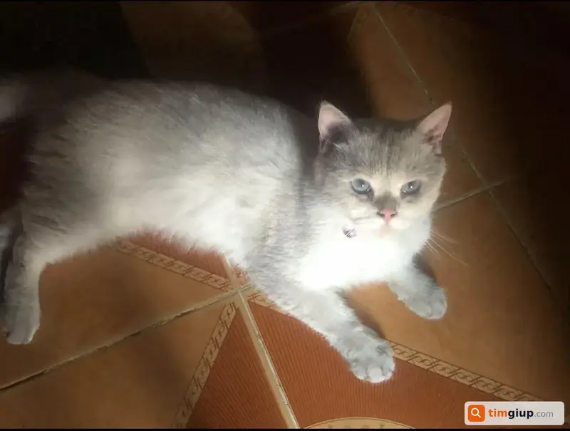 Tìm mèo lạc màu trắng xám tại huyện Bình Chánh, TP.HCM