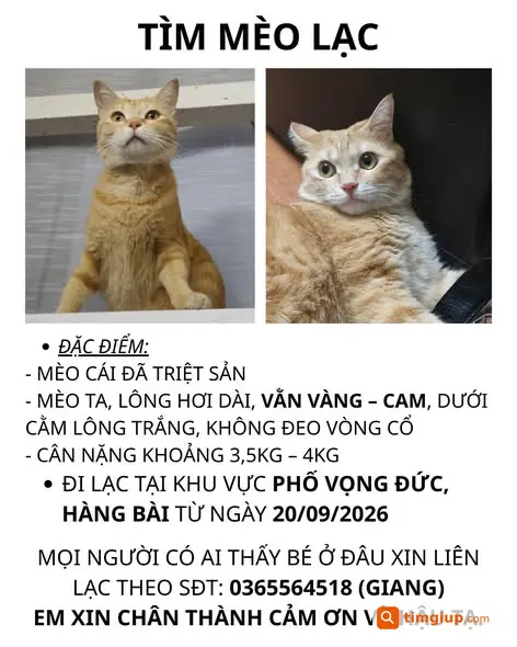 Mèo Ta Vằn Vàng Cam Thất Lạc Tại Phố Vọng Đức, Hàng Bài