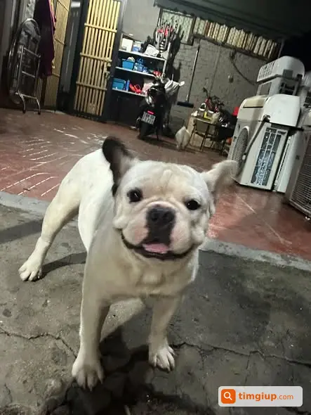 Tìm Chó Pug Pháp Thất Lạc Tại Lý Tế Xuyên, Linh Đông, Thủ Đức
