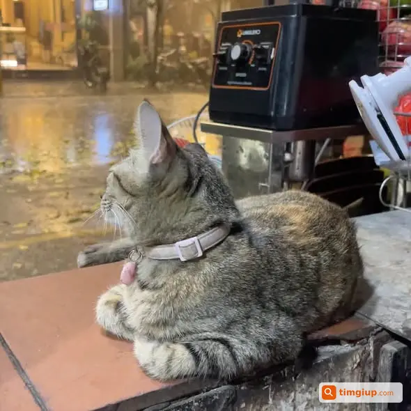 Mèo Gà Thất Lạc Khu Vực Hàng Thùng, Hàng Tre, Hoàn Kiếm