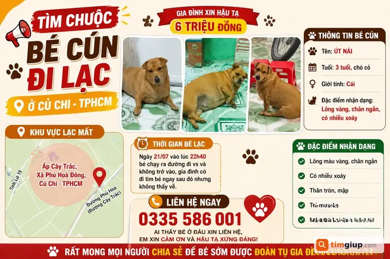Tìm Chó Cỏ Lông Vàng Tên Út Nái Thất Lạc Tại Củ Chi, TP.HCM