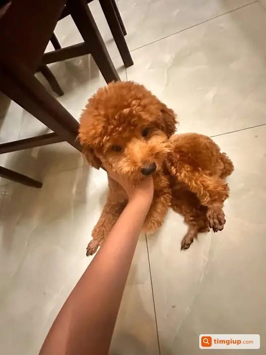 Cún Bơ 4-5kg Chạy Lạc Gần Cầu Hội Phụ, Đông Anh, Hà Nội