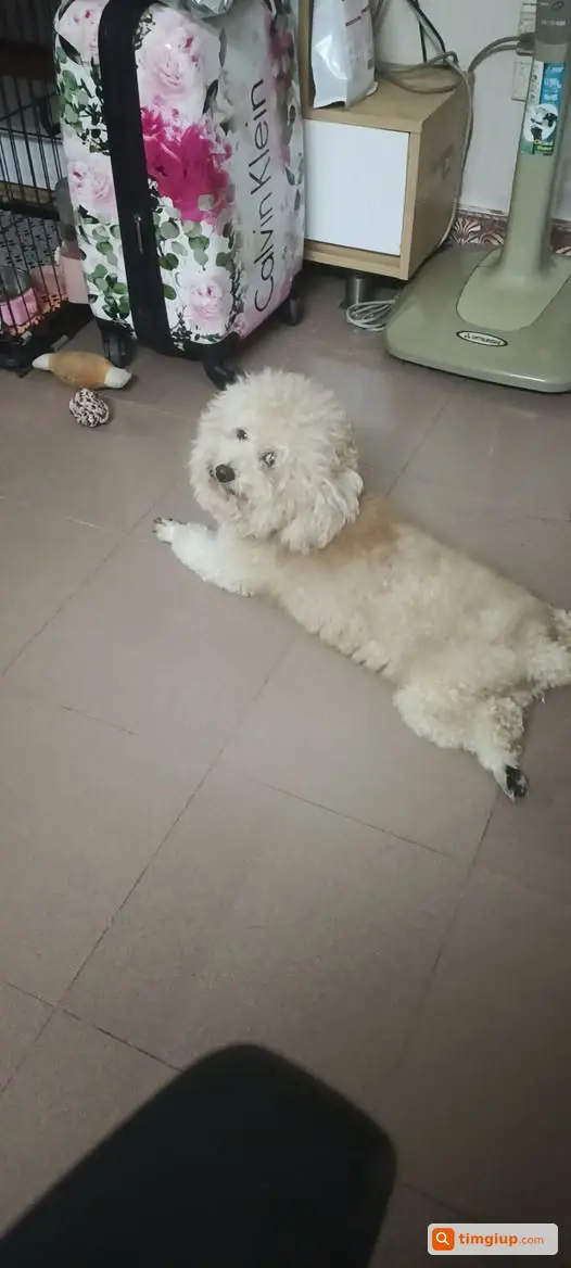 Poodle Đực Lông Nâu Đi Lạc Tại Thanh Xuân Bắc, Hà Nội