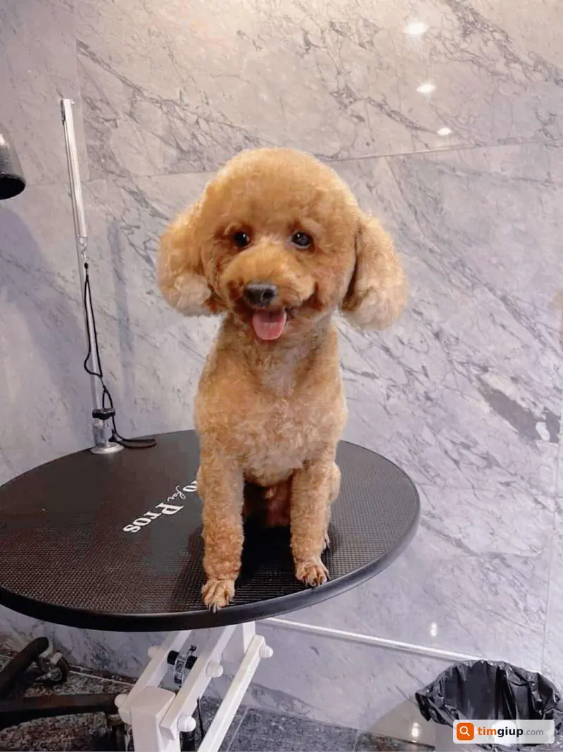 Tìm chó Poodle tên Rysty (Ty) bị lạc