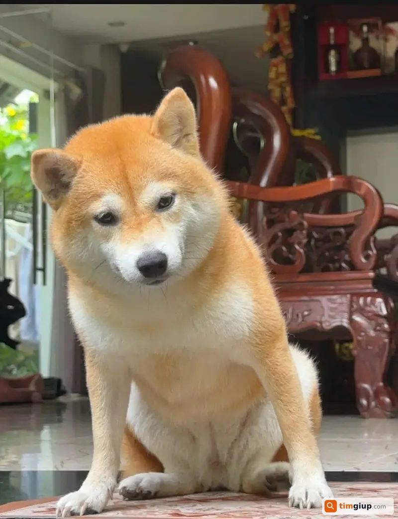 Tìm chó Shiba tên Dâu bị lạc tại Quận 12, TP.HCM
