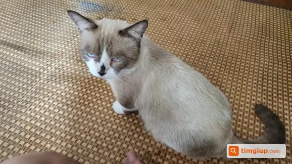 Mèo Thất Lạc Đêm 29-9 Tại Phương Trung, Thanh Oai, Hà Nội