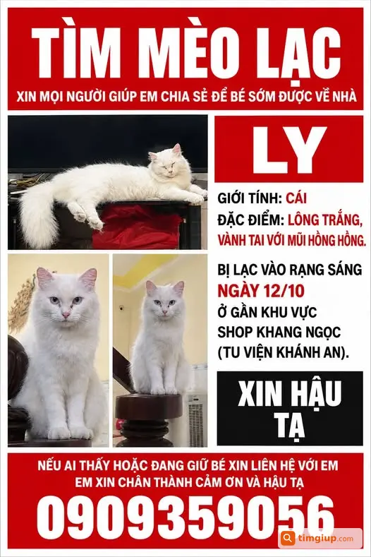 Mèo Cái Lông Trắng Tên Ly Đi Lạc Gần Tu Viện Khánh An, Quận 12
