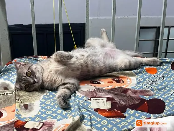 Mèo Xám Tên Chi Thất Lạc Tại Hẻm 46 An Phú Đông 10