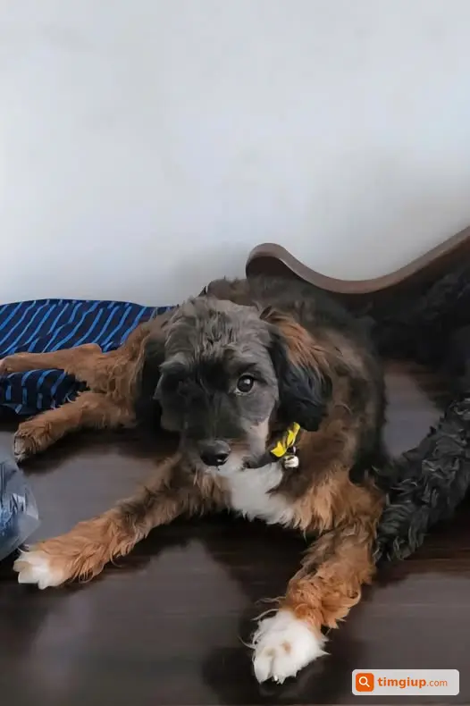 Tìm Chó Poodle Lai 3 Màu Nâu Đen Trắng Lạc Tại Nguyễn Thị Định