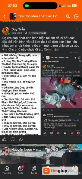 Tìm Mèo Thất Lạc Màu Nâu Nhạt Tại TP. Hồ Chí Minh
