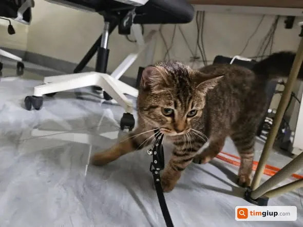 Tìm Mèo Thất Lạc Tên Vy Gần Nhà Văn Hóa Lạc Thị, Ngọc Hồi