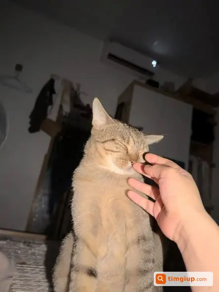 Ảnh 3