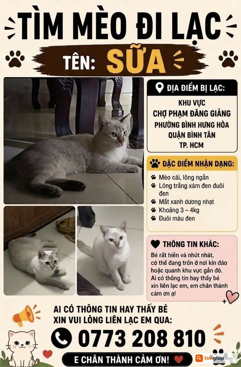 Tìm Mèo Sữa Lông Trắng Xám Thất Lạc Tại Bình Tân, TP.HCM
