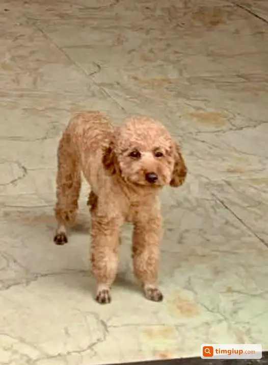 Tìm Chó Poodle Nâu Tên Dâu Tây Bị Lạc Tại Đê La Thành