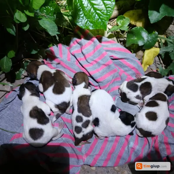 Cho Đồ Miễn Phí 6 Chó Con Cần Nhận Nuôi Tại Củ Chi, TP.HCM