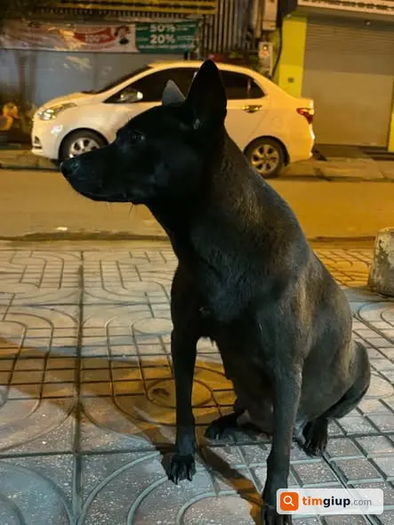 Tìm chó Phú Quốc tên Mun thất lạc khu Tôn Đức Thắng