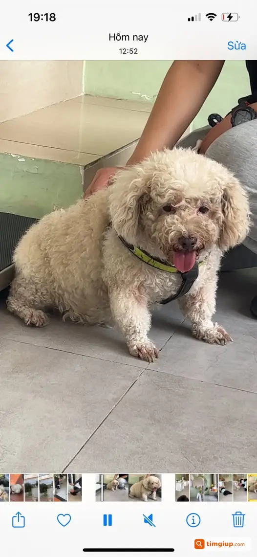 Bé Cún Được Tìm Thấy Tại Đề Thám, Quận 1 Chờ Chủ Đón