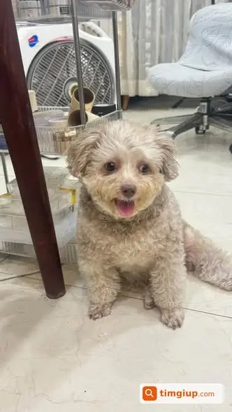 Tìm Chó Poodle Ben Màu Be Sữa Thất Lạc Gần Hồ Vũ Xuân Thiều