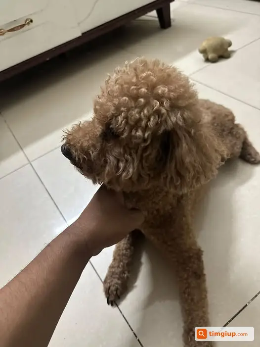 Tìm Gia Đình Cho Chó Đi Lạc Được Phát Hiện Gần Âu Cơ, Tây Hồ
