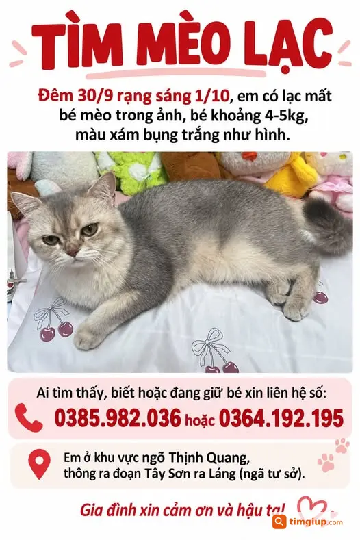 Mèo Xám Bụng Trắng Thất Lạc Tại Thịnh Quang, Hà Nội